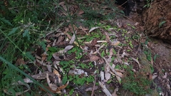 Chiloglottis formicifera