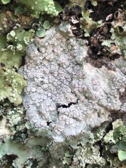 Lecanora caesiorubella