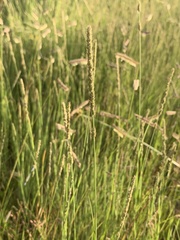 Muhlenbergia wrightii