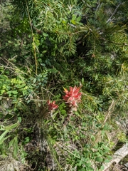 Castilleja miniata
