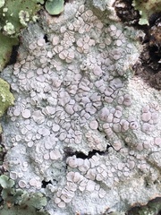 Lecanora caesiorubella