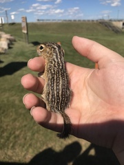 Ictidomys tridecemlineatus