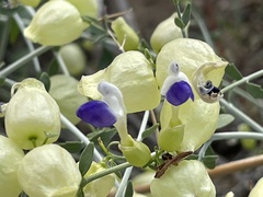 Scutellaria mexicana