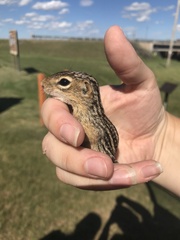 Ictidomys tridecemlineatus