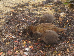 Gallirallus australis scotti