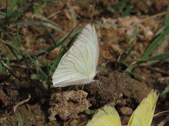 Ascia monuste monuste