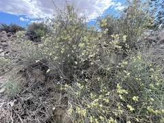 Scutellaria mexicana