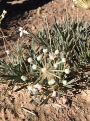 Abronia bigelovii