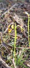 Diuris palustris