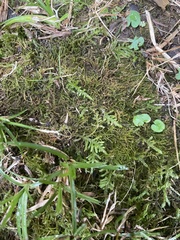 Pseudanomodon attenuatus