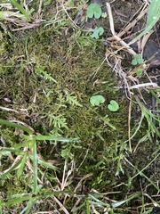 Pseudanomodon attenuatus