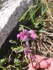 Pedicularis ornithorhynchos