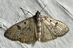 Palpita