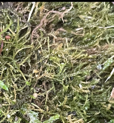 Pseudanomodon attenuatus