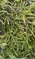 Pseudanomodon attenuatus