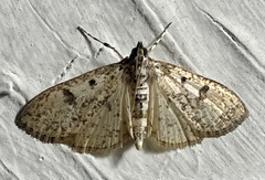 Palpita