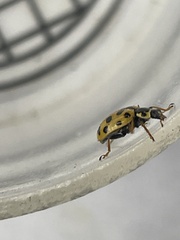 Hippodamia tredecimpunctata