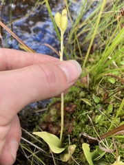 Liparis loeselii