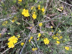Hibbertia obtusifolia