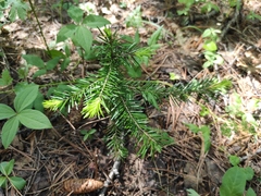 Abies sibirica