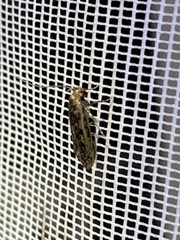 Hofmannophila pseudospretella
