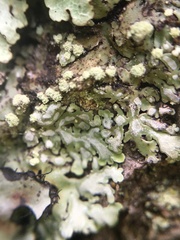 Lecanoromycetidae