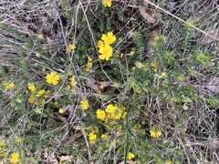 Hibbertia obtusifolia