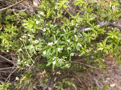 Leucopogon fasciculatus