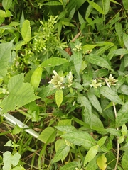 Lepidagathis formosensis