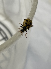 Hippodamia tredecimpunctata