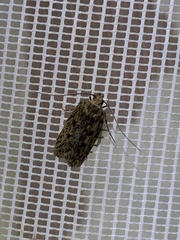 Hofmannophila pseudospretella