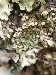 Lecanoromycetidae
