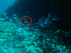 Mulloidichthys martinicus