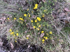 Hibbertia obtusifolia