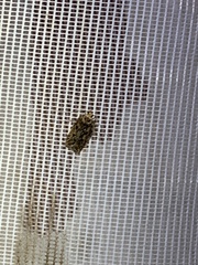 Hofmannophila pseudospretella