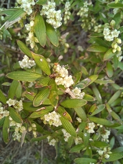 Leucopogon fasciculatus