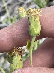 Brickellia atractyloides