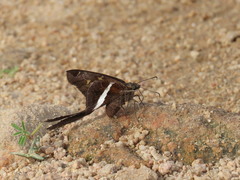 Chioides albofasciatus