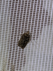 Hofmannophila pseudospretella