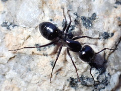 Camponotus laevissimus