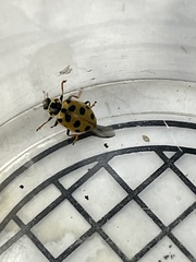 Hippodamia tredecimpunctata