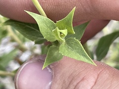 Brickellia atractyloides