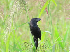 Crotophaga sulcirostris