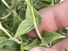 Brickellia atractyloides