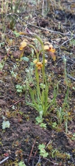 Diuris palustris