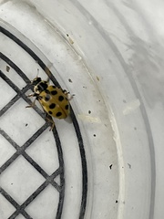 Hippodamia tredecimpunctata