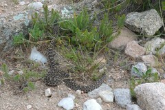 Bothrops ammodytoides