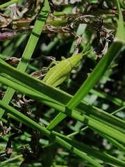 Sphenarium purpurascens