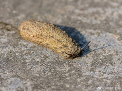Onchidium