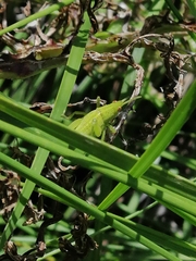 Sphenarium purpurascens
